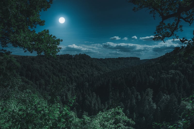 Mystical Forest Accents